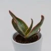 Aloe Striata - 5,5cm
