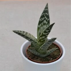 Aloe Variegata - 8,5cm