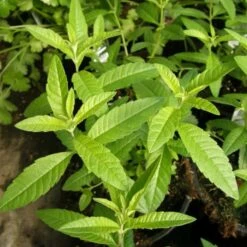 Zitronenverbene (Lippia Citriodora) Limoncello