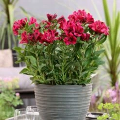 5 Pflanzen Inkalilie (Alstroemeria) Mix