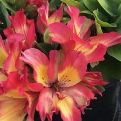 5 Pflanzen Inkalilie (Alstroemeria) Mix 9 5 Pflanzen Inkalilie (Alstroemeria) Mix -Günstiges Lichtnelke Geschäft alstroemeria inkalilie little miss candy ap i