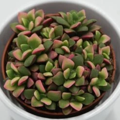 Anacampseros Rufescens Subsp. Variegata - 9cm