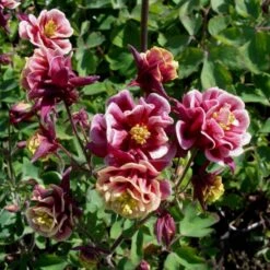 Günstiges Lichtnelke Geschäft -Günstiges Lichtnelke Geschäft aquilegia vulgaris akelei winky red white double lichtnelke owz ii