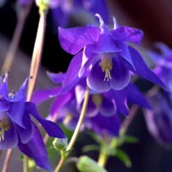 Günstiges Lichtnelke Geschäft -Günstiges Lichtnelke Geschäft aquilegia vulgaris kurzspornige akelei adobestock 415916253 sk