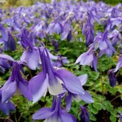 Günstiges Lichtnelke Geschäft -Günstiges Lichtnelke Geschäft aquilegia x caerulea akelei spring magic blue white lichtnelke owz ii