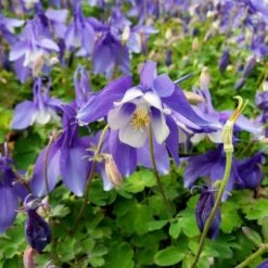 Akelei (Aquilegia X Caerulea) SPRING MAGIC Blue White
