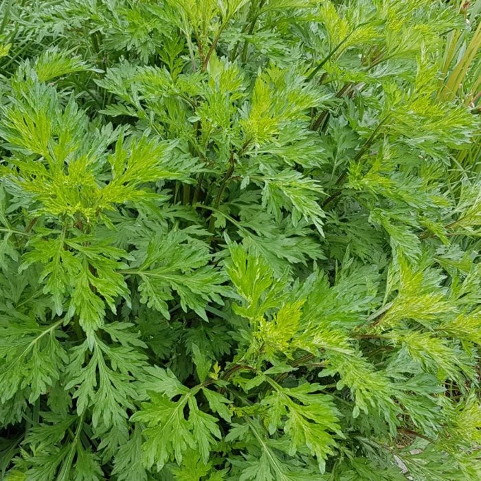 Gewöhnlicher Beifuß (Artemisia Vulgaris) 3 Gewöhnlicher Beifuß (Artemisia Vulgaris) - Image 3