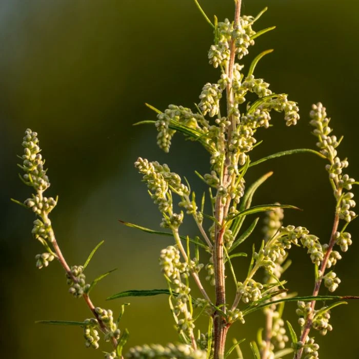 Gewöhnlicher Beifuß (Artemisia Vulgaris) 1 Gewöhnlicher Beifuß (Artemisia Vulgaris)