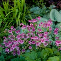 Große Sterndolde (Astrantia Major) Roma -Günstiges Lichtnelke Geschäft astrantia grosse sterndolde roma vf iii sk