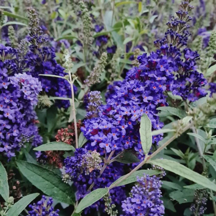 Zwerg-Schmetterlingsflieder (Buddleja Davidii) BUZZ Midnight 3 Zwerg-Schmetterlingsflieder (Buddleja Davidii) BUZZ Midnight - Image 3