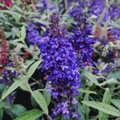 Zwerg-Schmetterlingsflieder (Buddleja Davidii) BUZZ Midnight 7 Zwerg-Schmetterlingsflieder (Buddleja Davidii) BUZZ Midnight -Günstiges Lichtnelke Geschäft buddleja davidii zwerg schmetterlingsflieder buzz midnight lichtnelke owz vxi