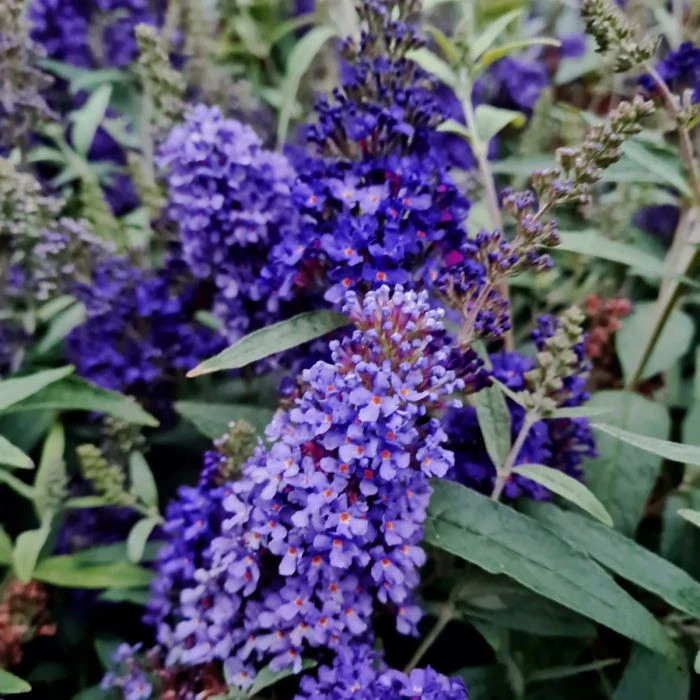 Zwerg-Schmetterlingsflieder (Buddleja Davidii) BUZZ Midnight 2 Zwerg-Schmetterlingsflieder (Buddleja Davidii) BUZZ Midnight - Image 2