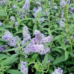 Zwerg-Schmetterlingsflieder (Buddleja Davidii) BUZZ Improved Sky Blue -Günstiges Lichtnelke Geschäft buddleja davidii zwerg schmetterlingsflieder buzz skyblue lichtnelke owz iii