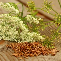 5 Pflanzen (Kräuter Für Den Balkon) Mix