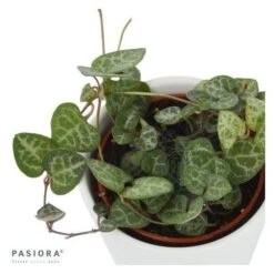 Ceropegia Woodii - 6cm 5 Ceropegia Woodii - 6cm -Günstiges Lichtnelke Geschäft ceropegia woodii 6cm