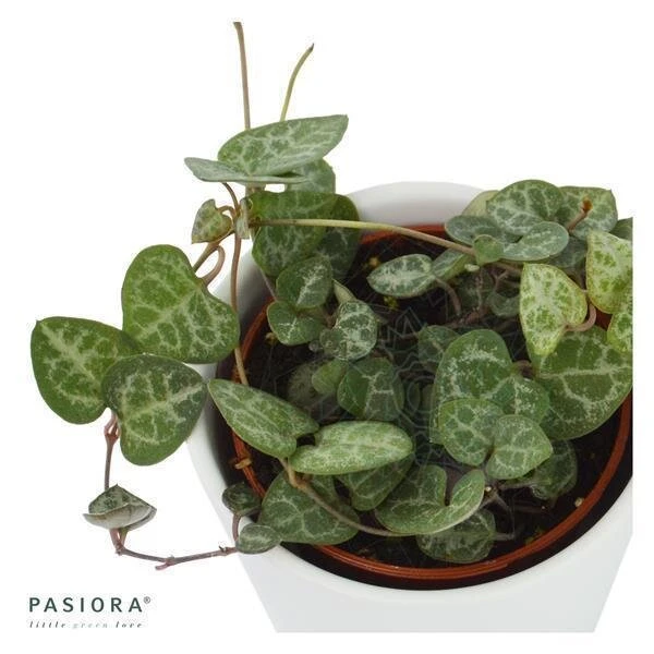 Ceropegia Woodii - 6cm 3 Ceropegia Woodii - 6cm - Image 3