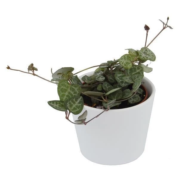 Ceropegia Woodii - 6cm 1 Ceropegia Woodii - 6cm