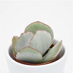 Cotyledon Ssp. - 5,5cm -Günstiges Lichtnelke Geschäft cotyledon orbiculata picco coin 22