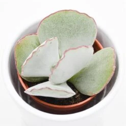 Cotyledon Ssp. - 5,5cm -Günstiges Lichtnelke Geschäft cotyledon orbiculata picco coin 23