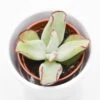 Cotyledon Ssp. - 5,5cm