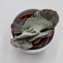 Cotyledon Orbiculata Pink Leaves - 5,5cm