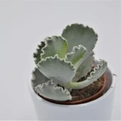 Cotyledon Undulata - 8,5cm