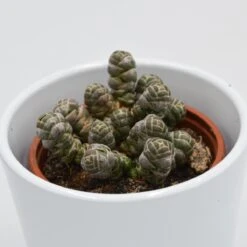 Crassula Barklyi - 8,5cm