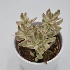 Crassula Candy Cane - 8,5cm