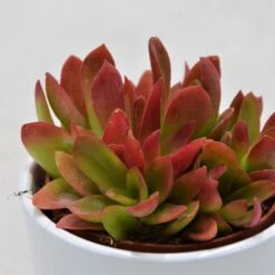 Crassula Capitella Campfire - 8,5cm -Günstiges Lichtnelke Geschäft crassula capitella campfire 8cm