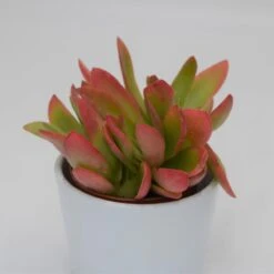 Crassula Capitella Campfire - 8,5cm