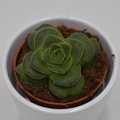 Crassula Capitella V. Turrita - 8,5cm -Günstiges Lichtnelke Geschäft crassula capitella v turrita 8cm