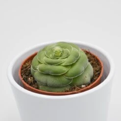 Crassula Capitella V. Turrita - 8,5cm