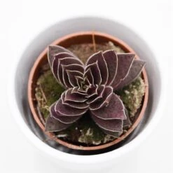 Crassula Corymbulosa - 5,5cm 5 Crassula Corymbulosa - 5,5cm -Günstiges Lichtnelke Geschäft crassula corymbulosa 5cm