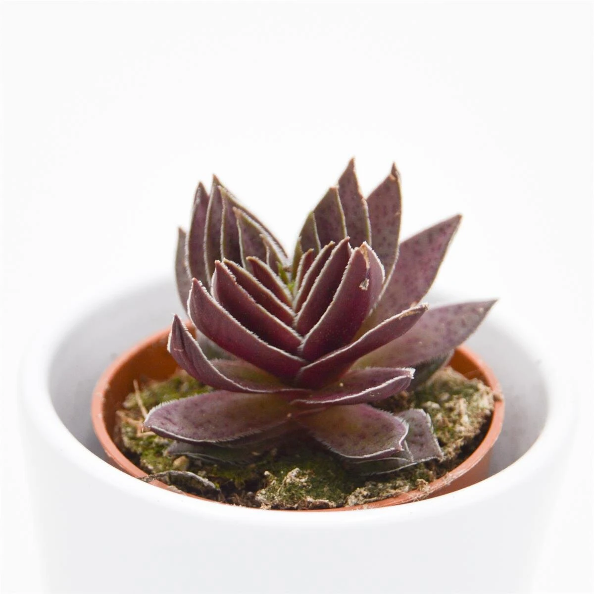 Crassula Corymbulosa - 5,5cm 2 Crassula Corymbulosa - 5,5cm – Bild 2