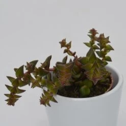 Crassula Corymbulosa - 5,5cm