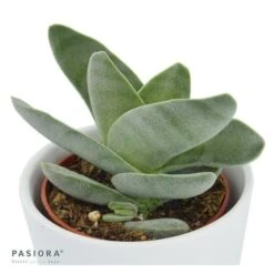 Crassula Falcata - 6cm