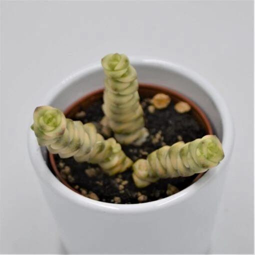 Crassula Fantasy - 6cm -Günstiges Lichtnelke Geschäft crassula fantasy 6cm