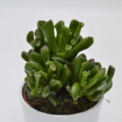Crassula Gollum - 12cm