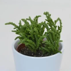Crassula Lycopodioides - 8,5cm