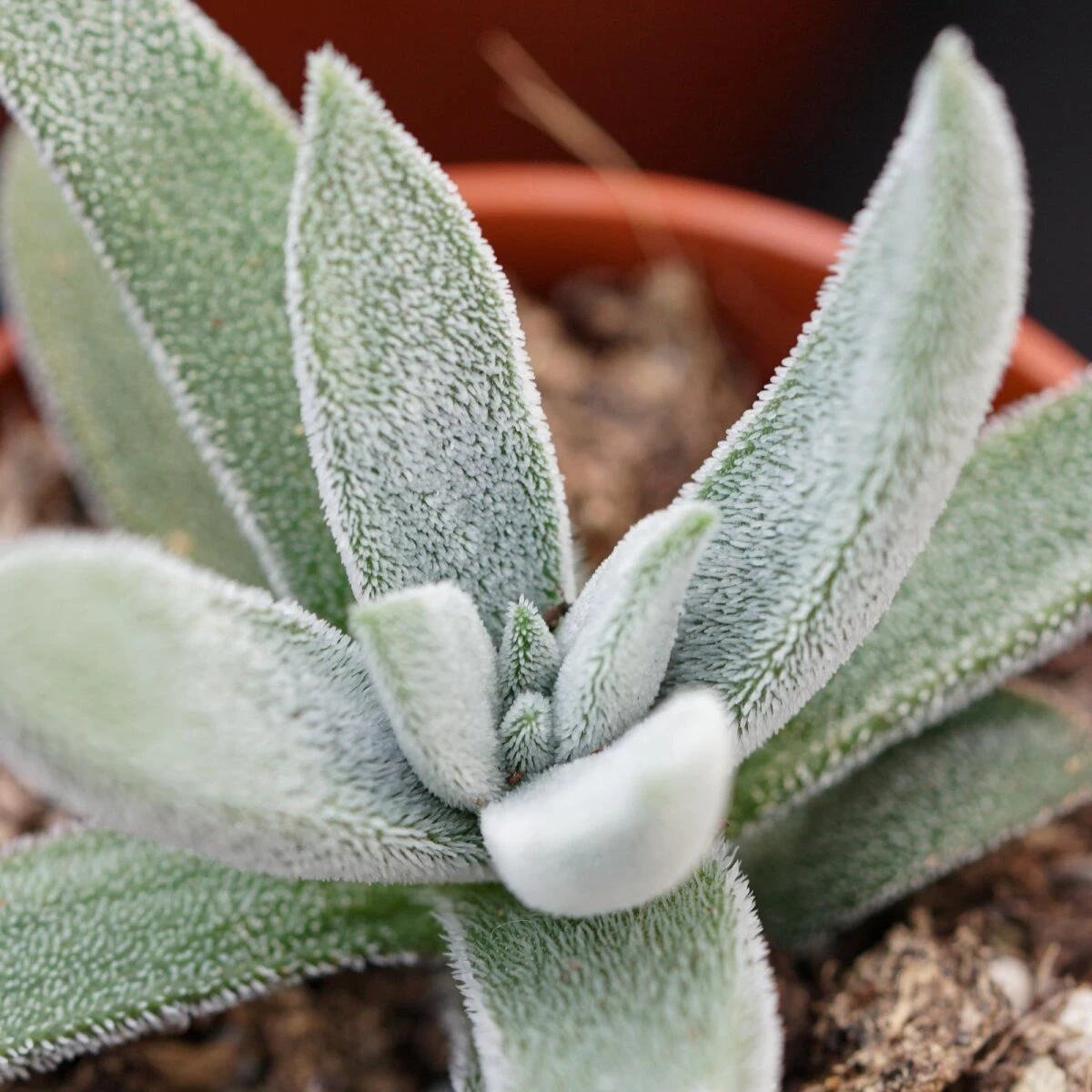 Crassula Mesembryanthemoides Tenelli - 6cm 1 Crassula Mesembryanthemoides Tenelli - 6cm