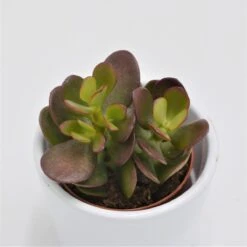 Crassula Minor - 5,5cm