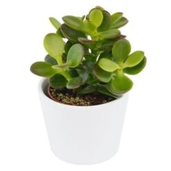 Crassula Minor - 6cm