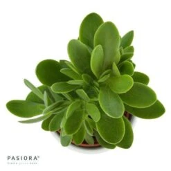 Crassula Money Maker - 6cm