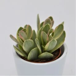 Crassula Money Maker Variegata - 5,5cm