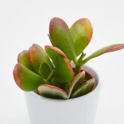 Crassula Ovata Sunset- 5,5cm