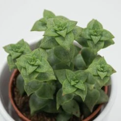 Crassula Perforata - 8,5cm
