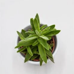 Crassula Stretto - 5,5cm