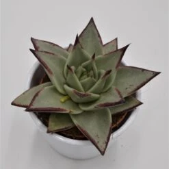 Echeveria Agavoides Ebony - 8,5cm -Günstiges Lichtnelke Geschäft echeveria agavoides ebony 8cm2