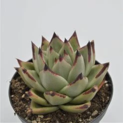 Echeveria Agavoides Ebony - 8,5cm
