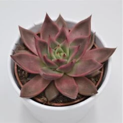 Echeveria Agavoides Mars - 10,5cm